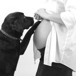 γάμος : έγκυος, εγκυμοσύνη, εγκυμοσύνη και κατοικίδια, έγκυος και κατοικίδια - Εγκυμοσύνη και κατοικίδια